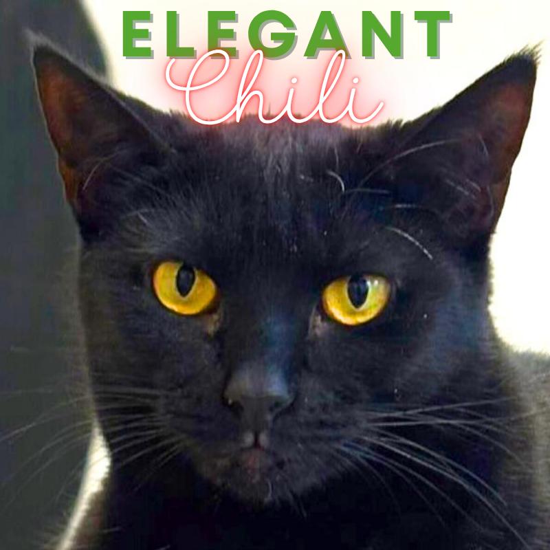 Chili @ Fat Cat Cafe, a Adoptable Domestic Short Hair in Tallahassee, FL image 2/4