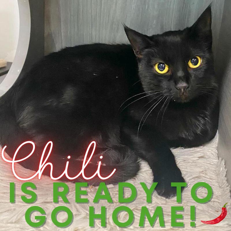 Chili @ Fat Cat Cafe, a Adoptable Domestic Short Hair in Tallahassee, FL image 4/4