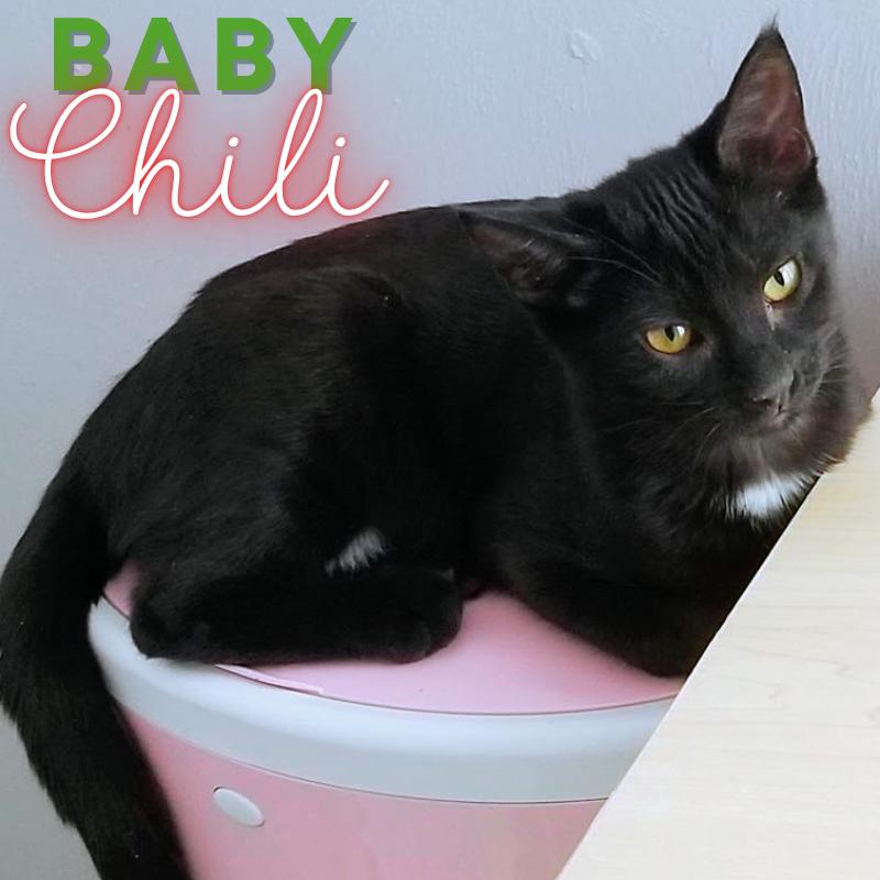 Chili @ Fat Cat Cafe, a Adoptable Domestic Short Hair in Tallahassee, FL image 3/4