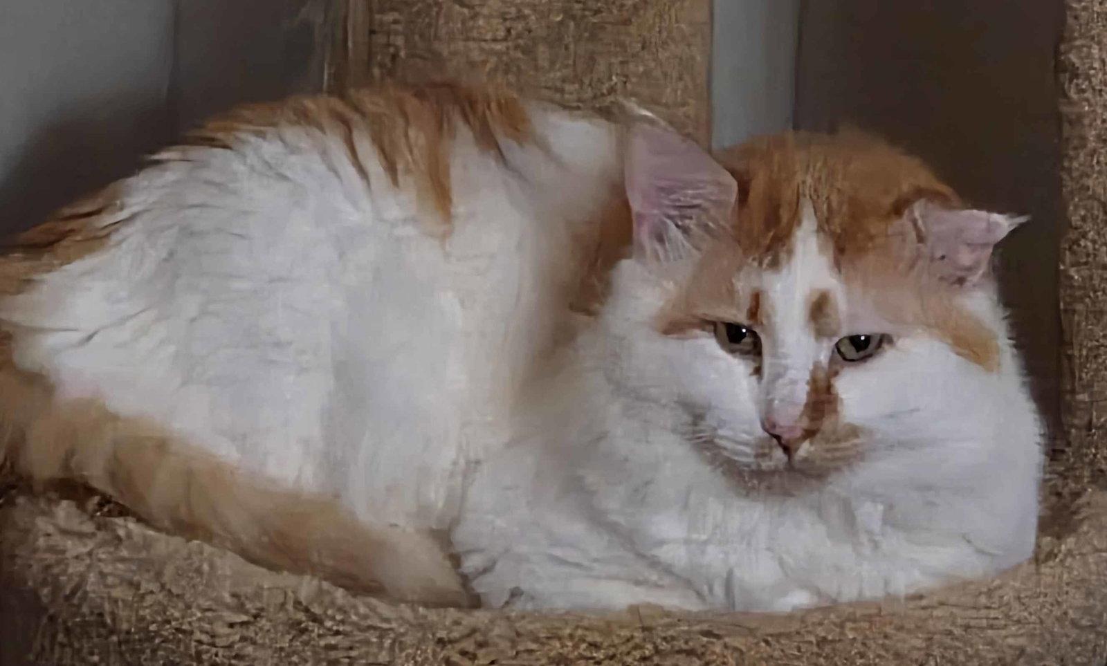 Corbin and Levin, Adoptable, Young Male Domestic Short Hair.