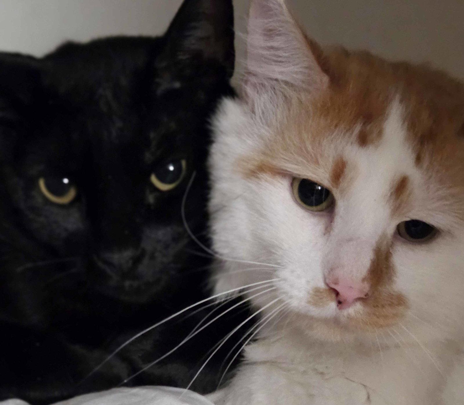 Corbin and Levin, a Adoptable Domestic Short Hair in Sterling, MA image 2/3