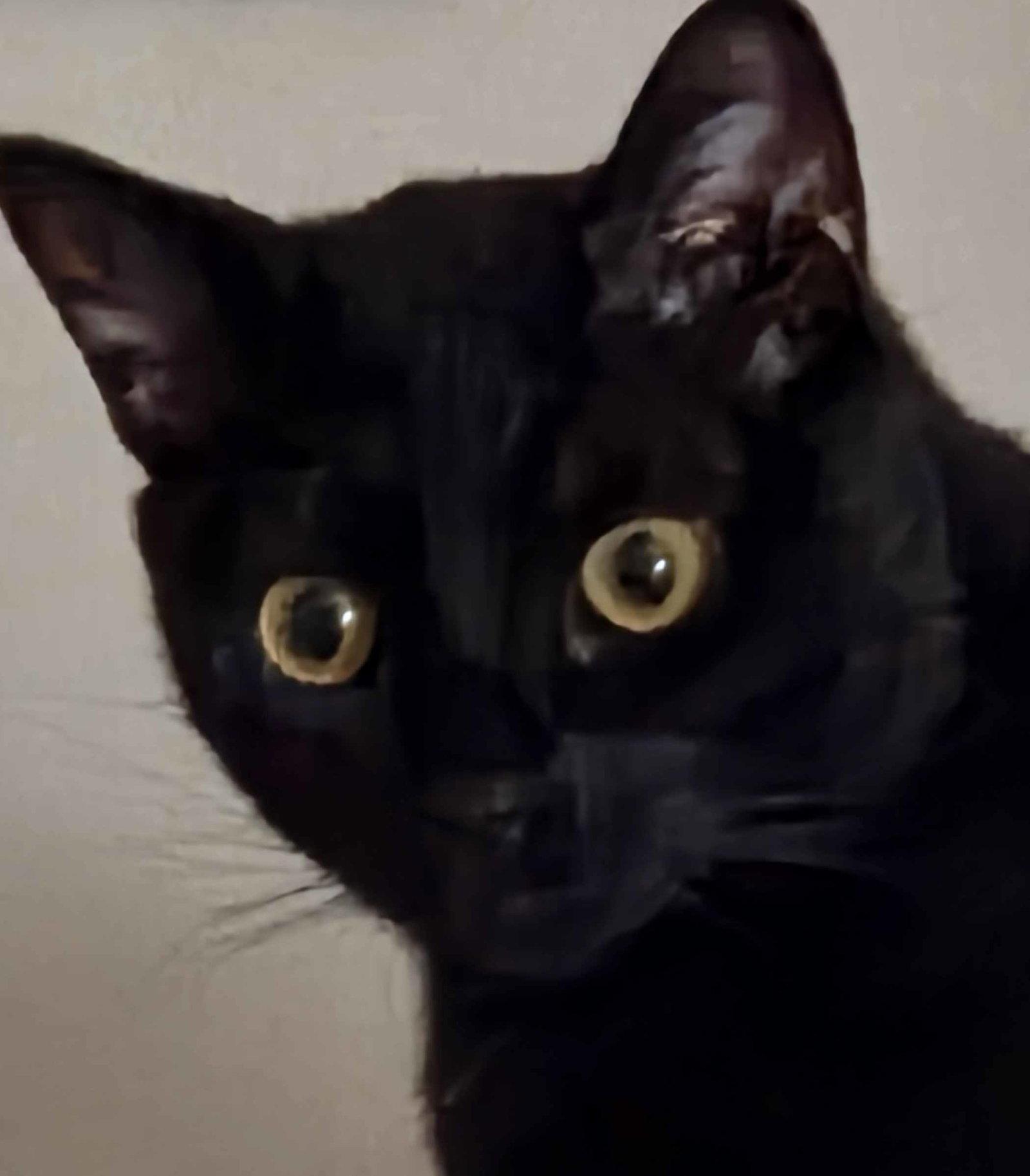 Corbin and Levin, a Adoptable Domestic Short Hair in Sterling, MA image 3/3