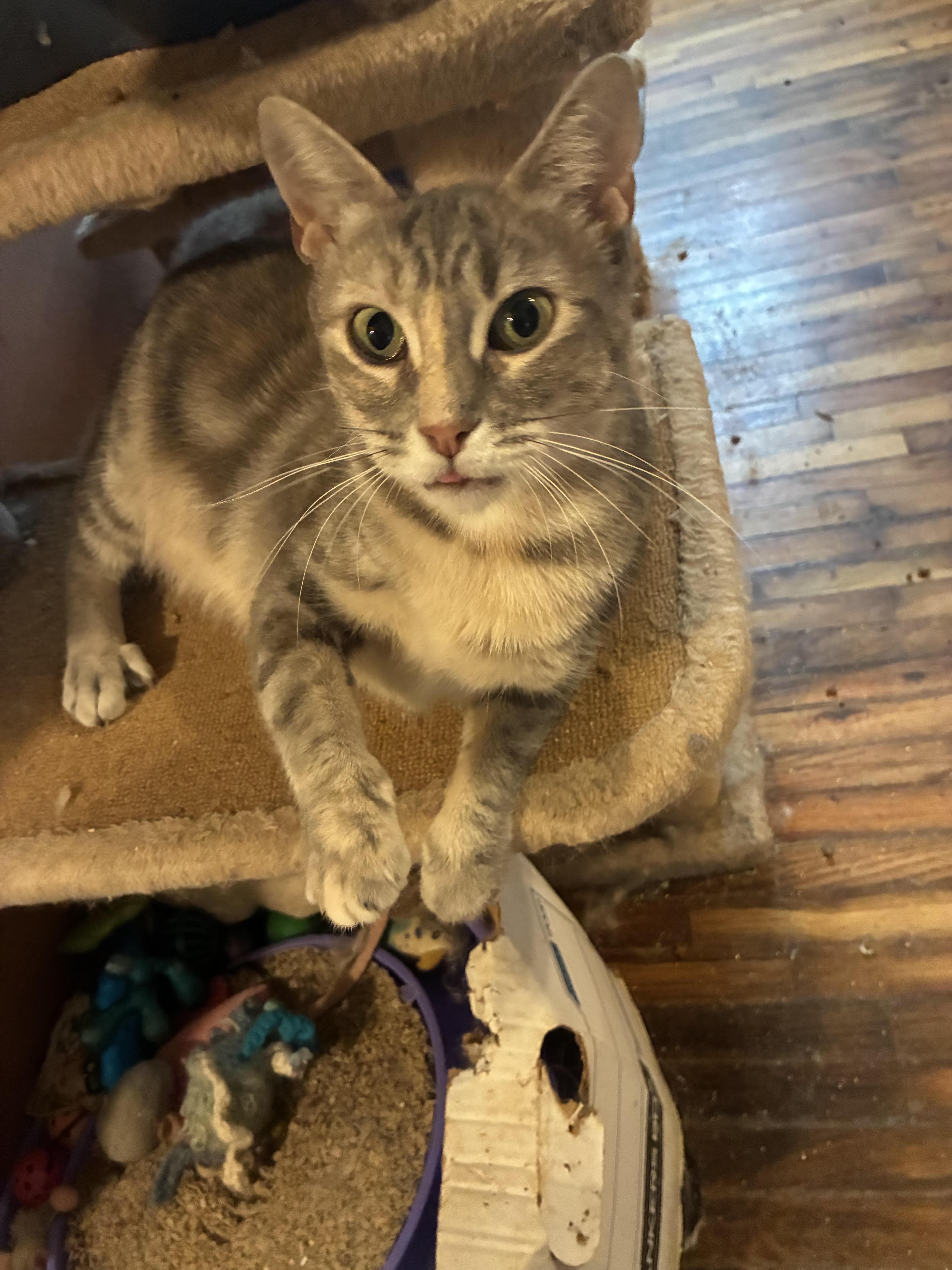 Muffin, ADOPTABLE, Adult Female Dilute Calico.