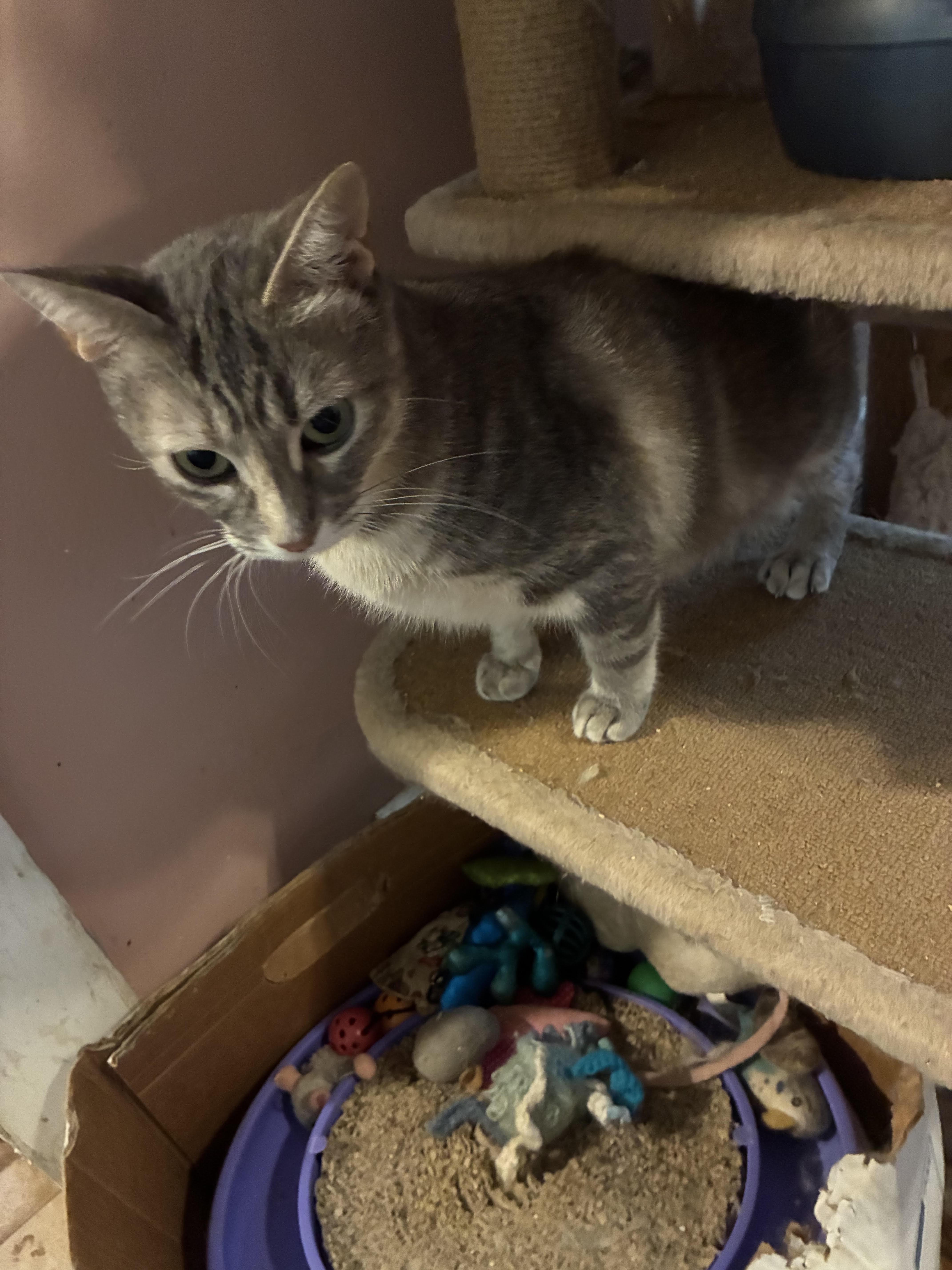 Enlarge Muffin, a ADOPTABLE mixed breed in Howell, MI image 2/2