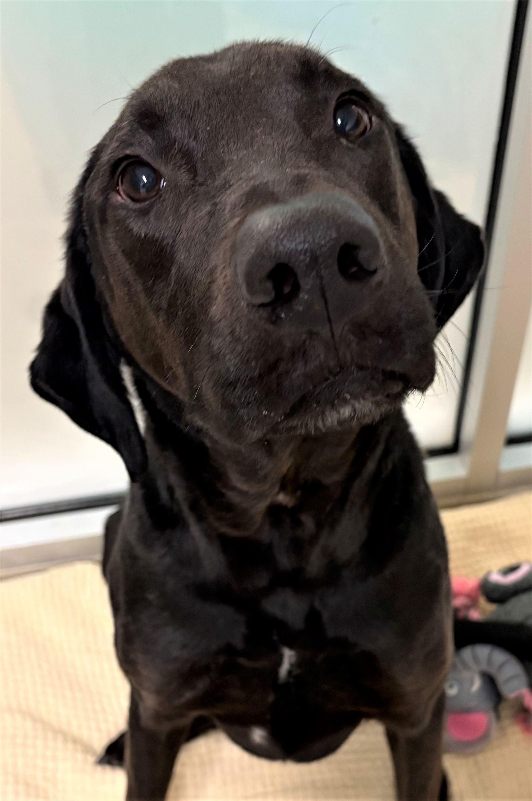 Enlarge Ben, an adopted mixed breed in Iowa City, IA image 1/2