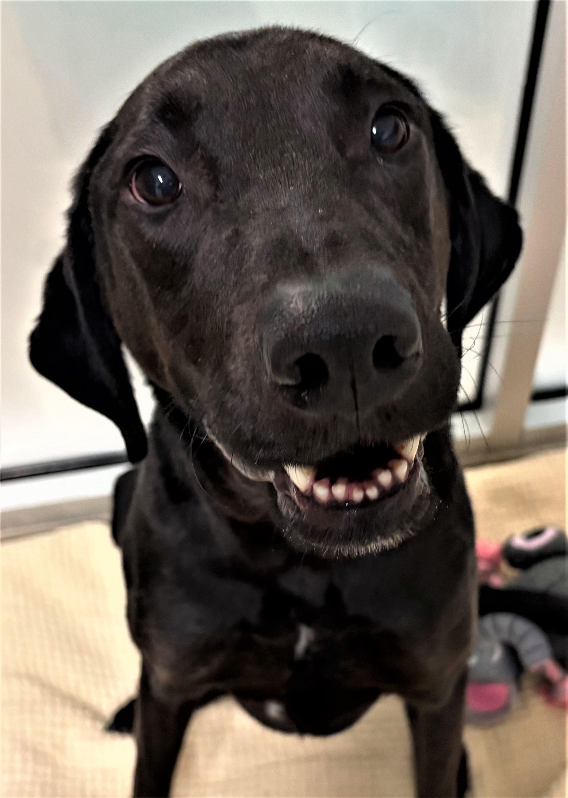 Enlarge Ben, an adopted mixed breed in Iowa City, IA image 2/2