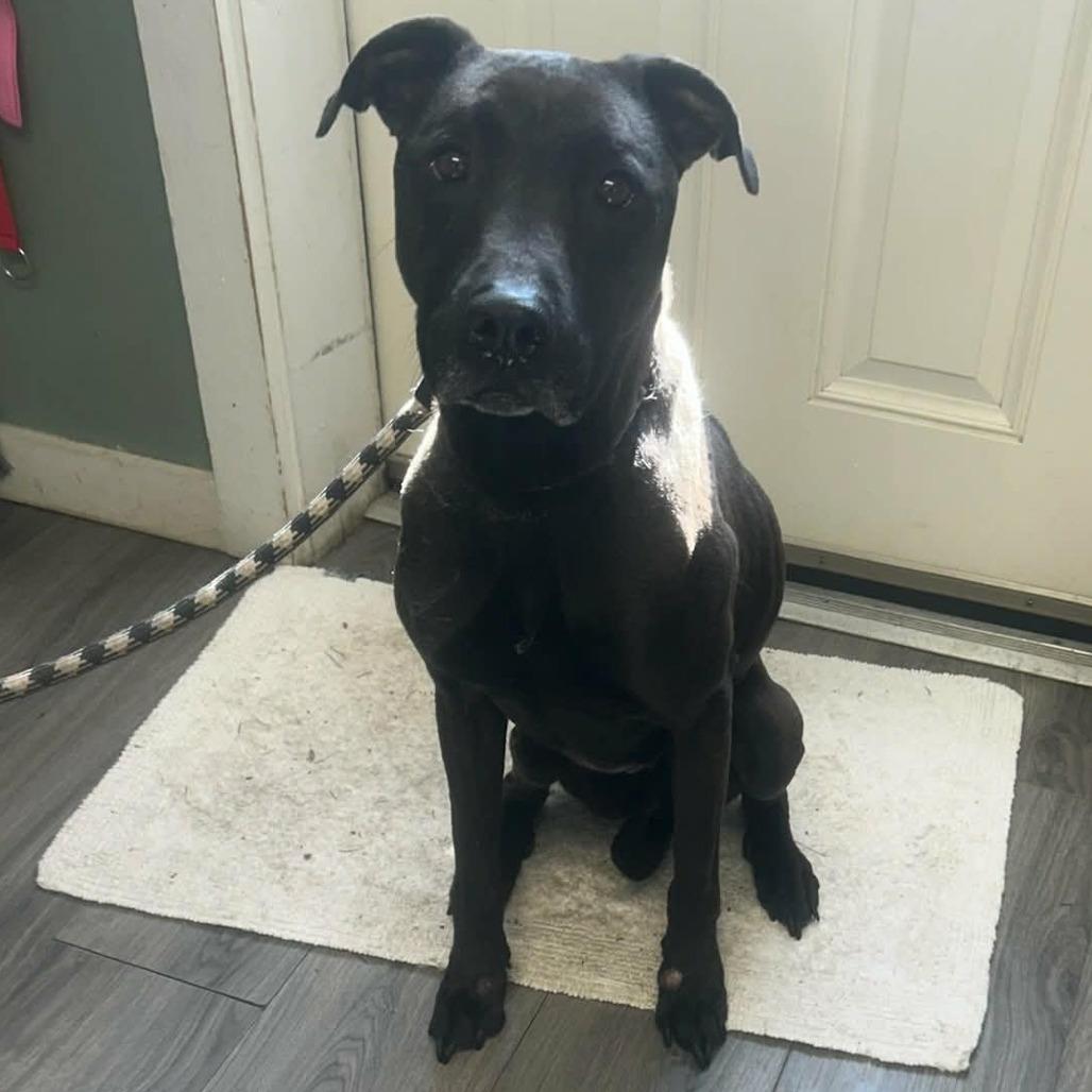 Atlas, Adoptable, Adult Male Labrador Retriever & Mixed Breed.