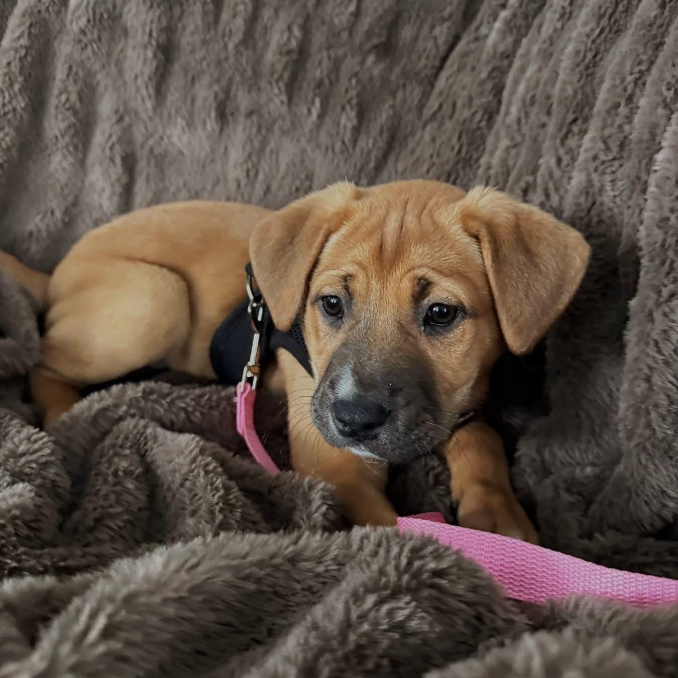 Enlarge ARWEN - ARRIVING IN MAINE MARCH 7th, an adopted Mixed Breed in Berwick, ME image 6/6