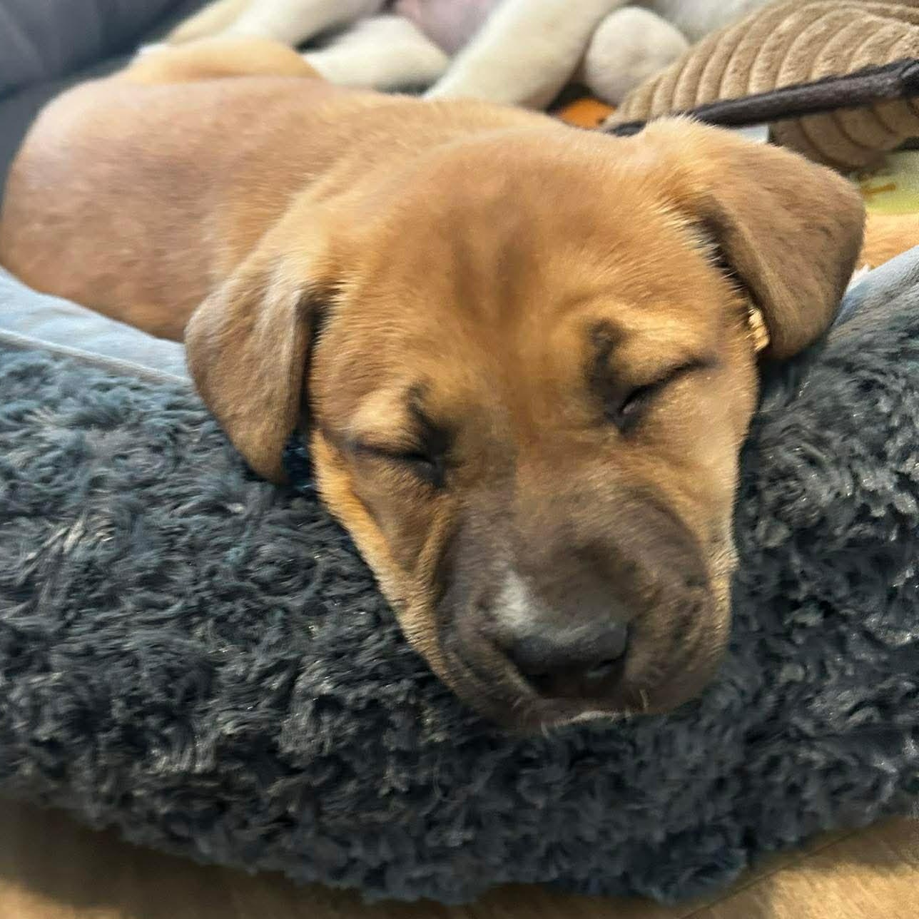 Enlarge ARWEN - ARRIVING IN MAINE MARCH 7th, an adopted Mixed Breed in Berwick, ME image 5/6