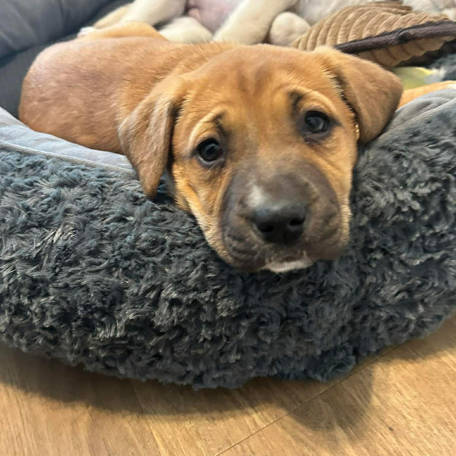 Enlarge ARWEN - ARRIVING IN MAINE MARCH 7th, an adopted Mixed Breed in Berwick, ME image 2/6