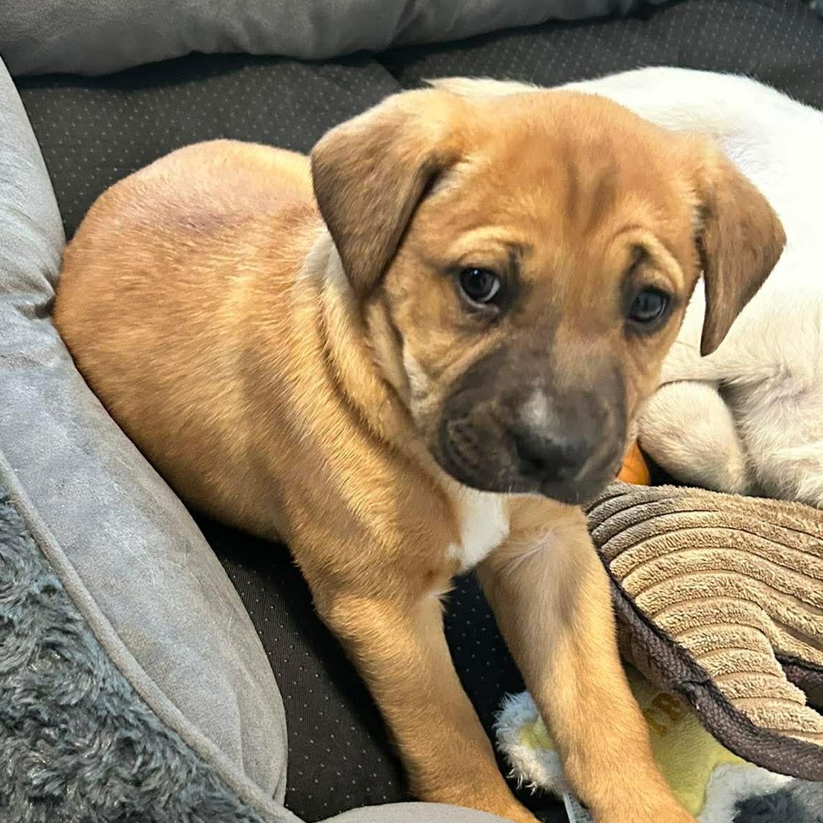 Enlarge ARWEN - ARRIVING IN MAINE MARCH 7th, an adopted Mixed Breed in Berwick, ME image 3/6