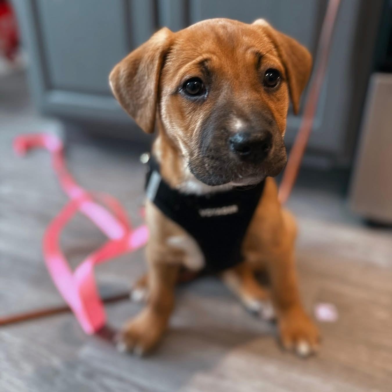 Enlarge ARWEN - ARRIVING IN MAINE MARCH 7th, an adopted Mixed Breed in Berwick, ME image 1/6