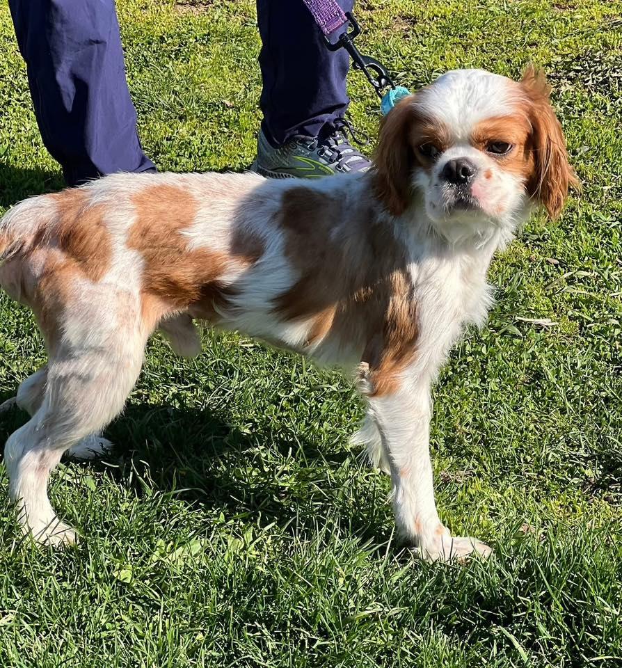 Enlarge Freddy, an adopted Cavalier King Charles Spaniel in Breinigsville, PA image 2/2
