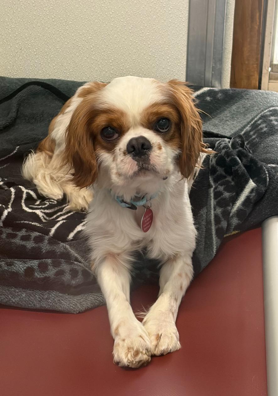 Enlarge Freddy, an adopted Cavalier King Charles Spaniel in Breinigsville, PA image 1/2