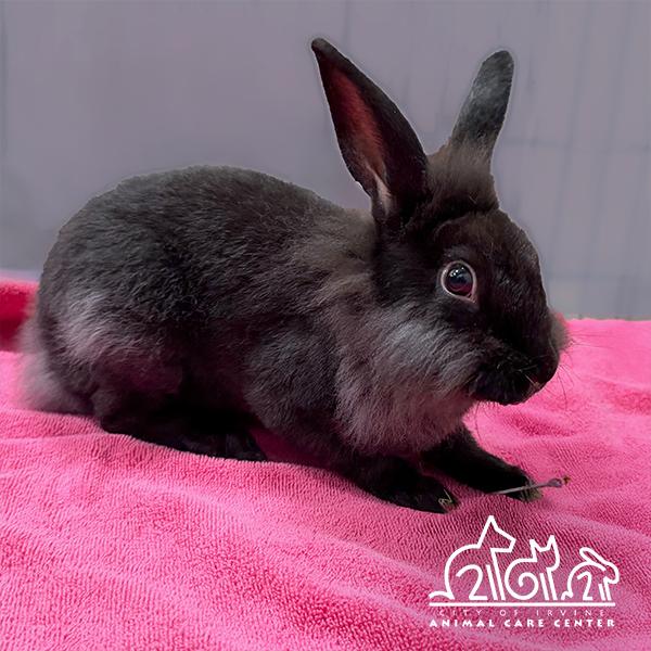 Enlarge LOLA, a Adoptable Lionhead in Irvine, CA image 1/1