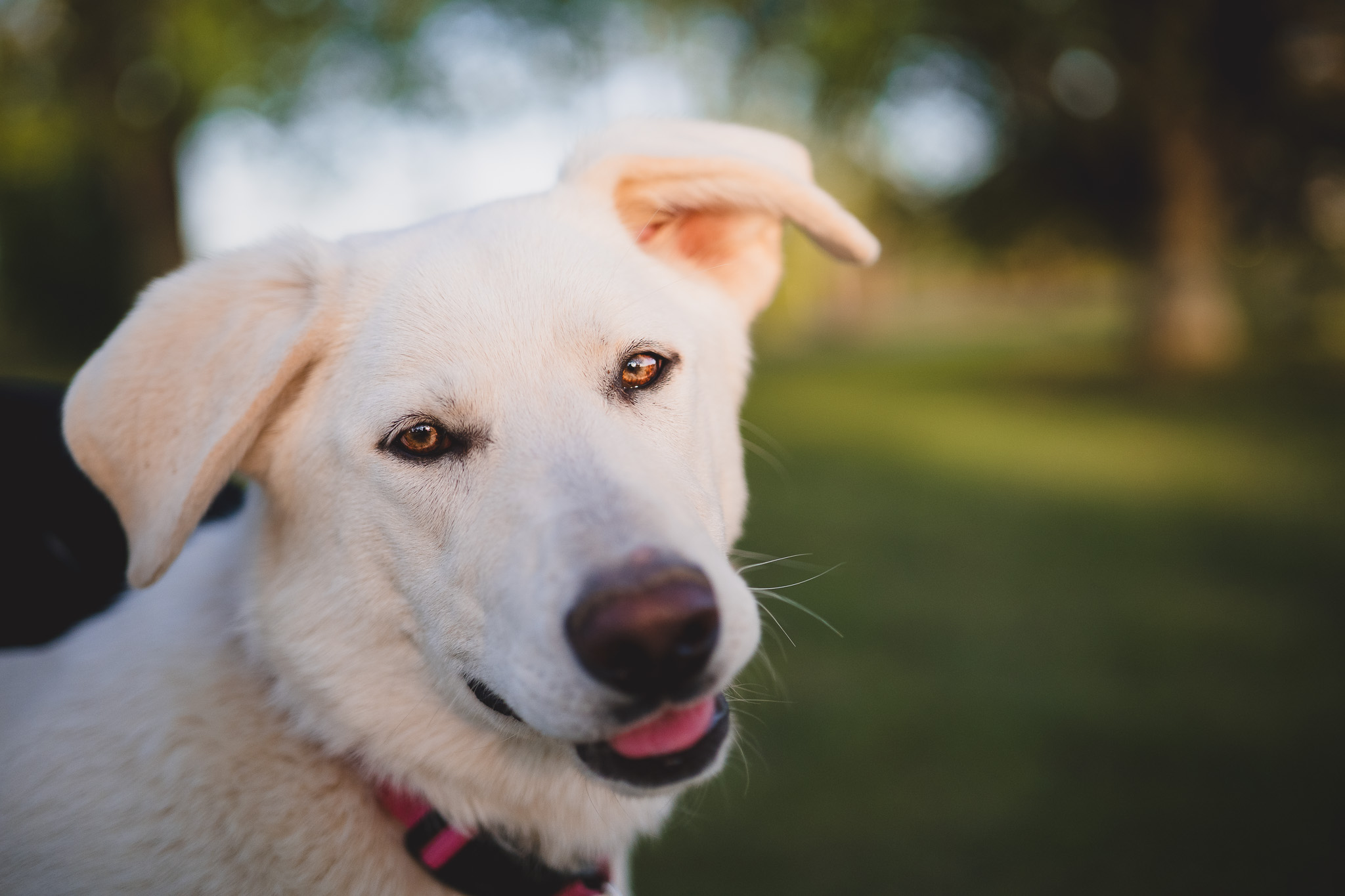 Enlarge Snowy - Transport, a Adoptable mixed breed in Wilmington, OH image 3/6