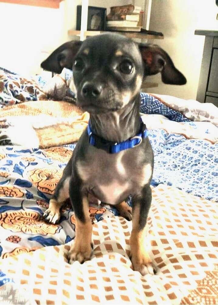 Enlarge Jingle, a Adopted mixed breed in Windsor, CA image 1/3