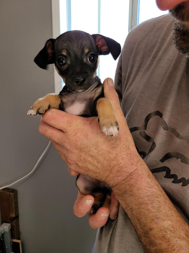 Enlarge Jingle, a Adopted mixed breed in Windsor, CA image 2/3