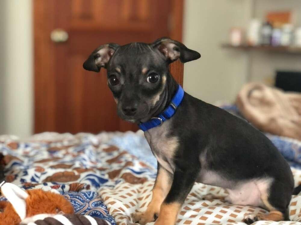 Enlarge Jingle, a Adopted mixed breed in Windsor, CA image 3/3