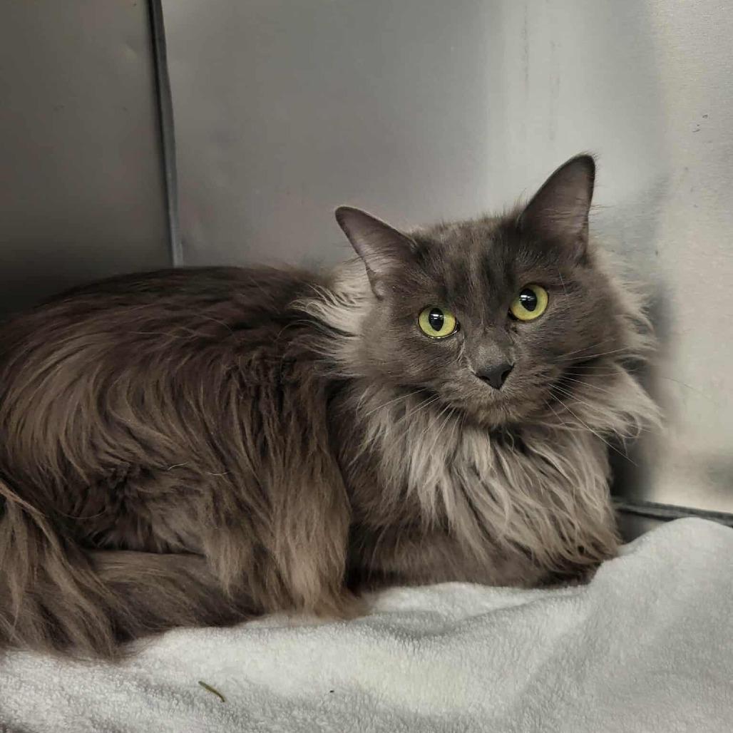 Enlarge Parrot, a Adoptable Domestic Long Hair in Martinsville, VA image 1/1