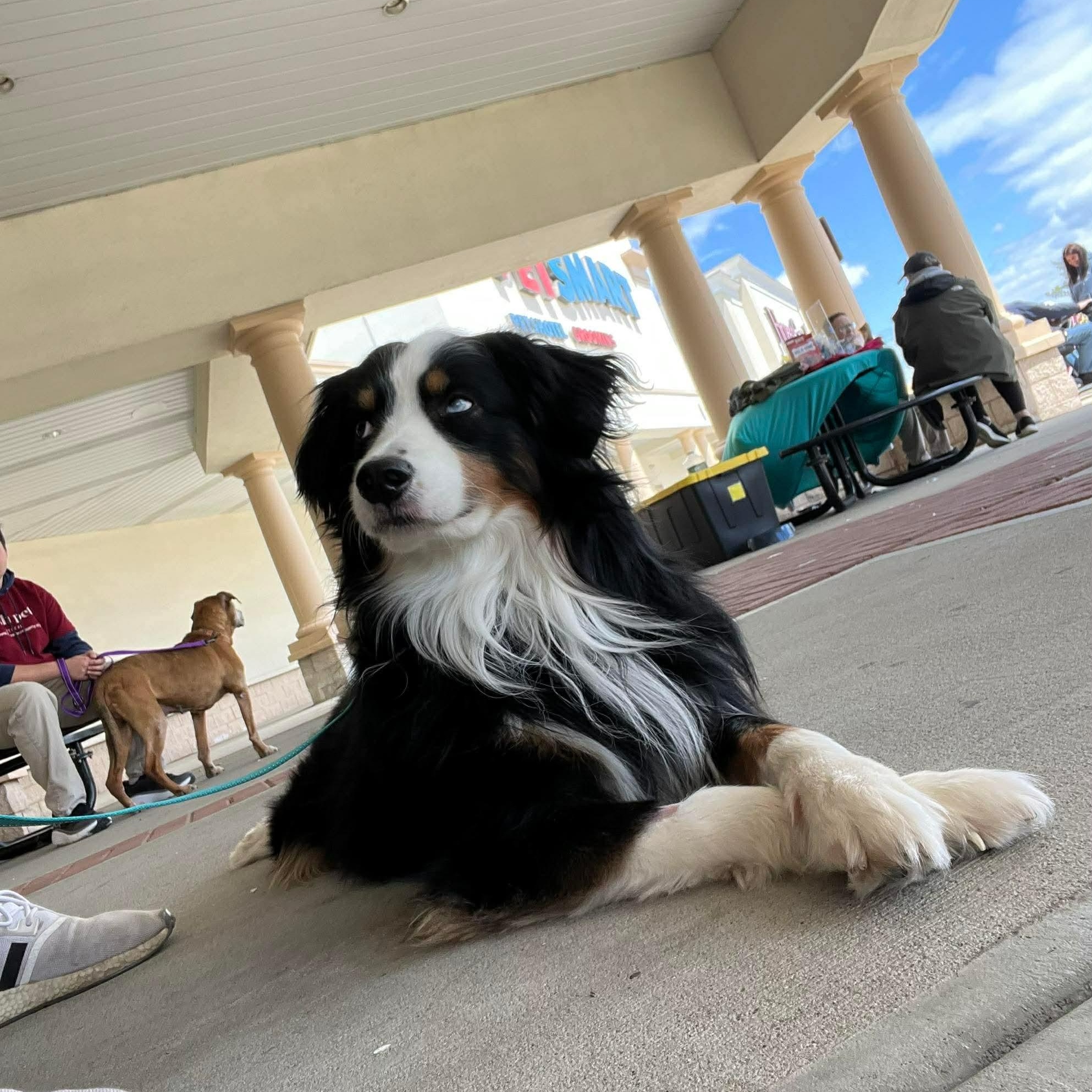 Snow, an adopted Australian Shepherd in Long Beach, NY image 4/6