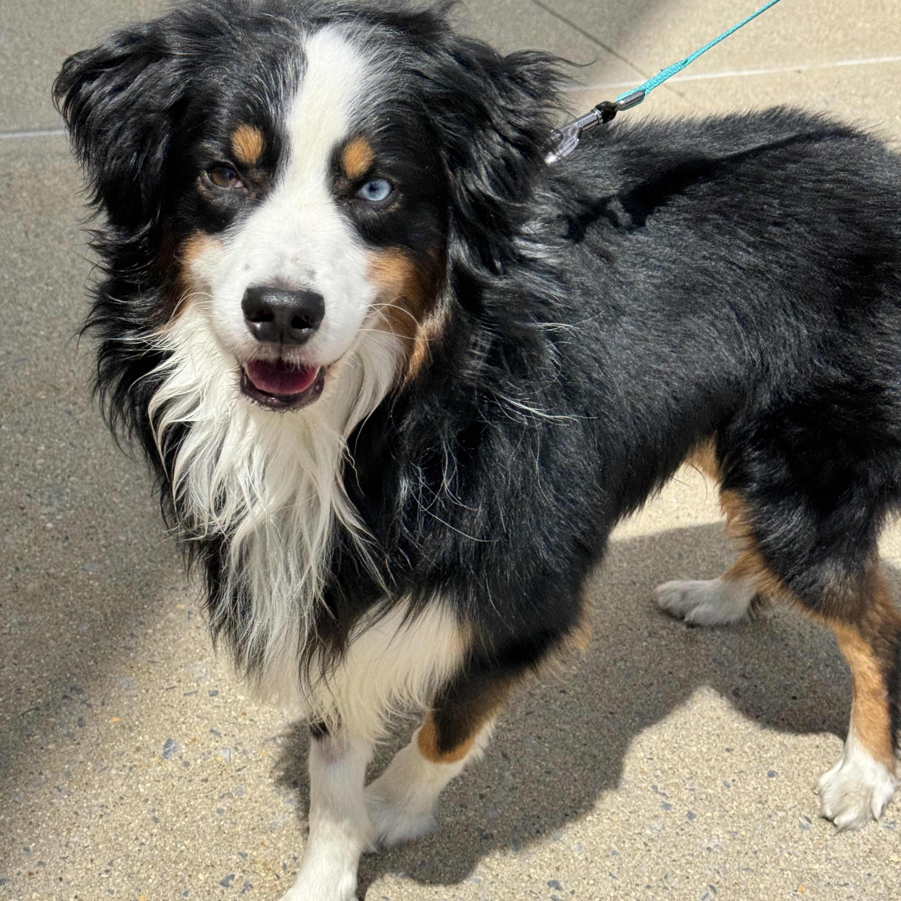 Snow, an adopted Australian Shepherd in Long Beach, NY image 3/6