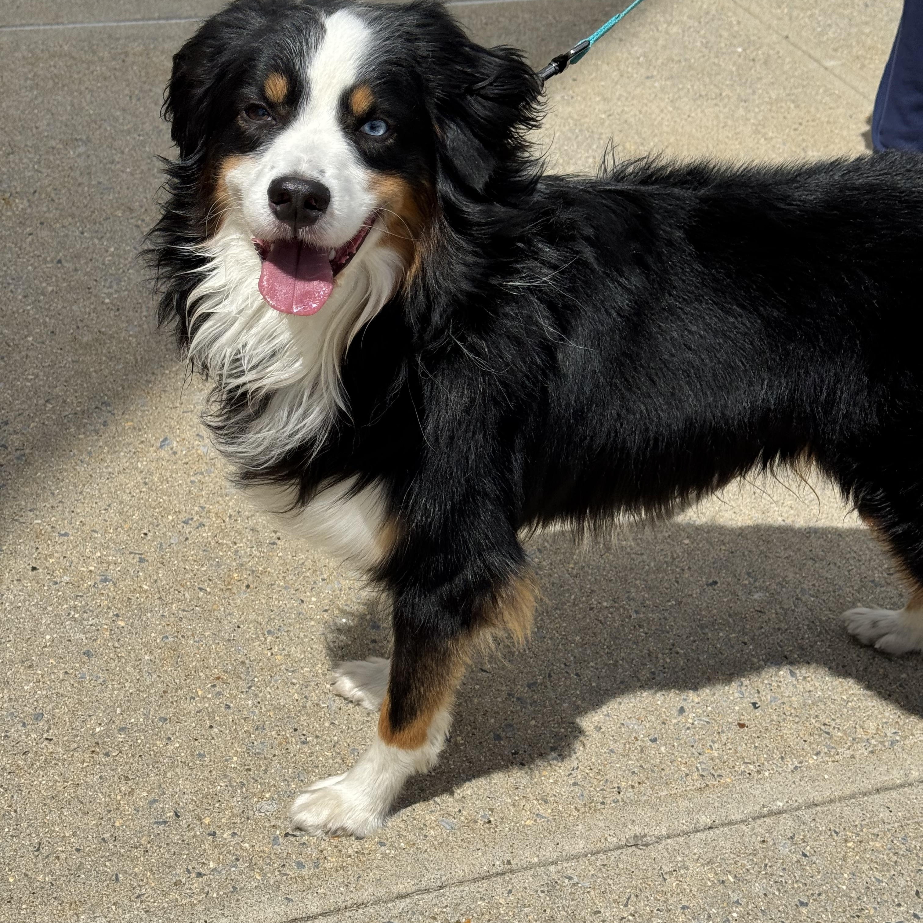 Snow, an adopted Australian Shepherd in Long Beach, NY image 2/6