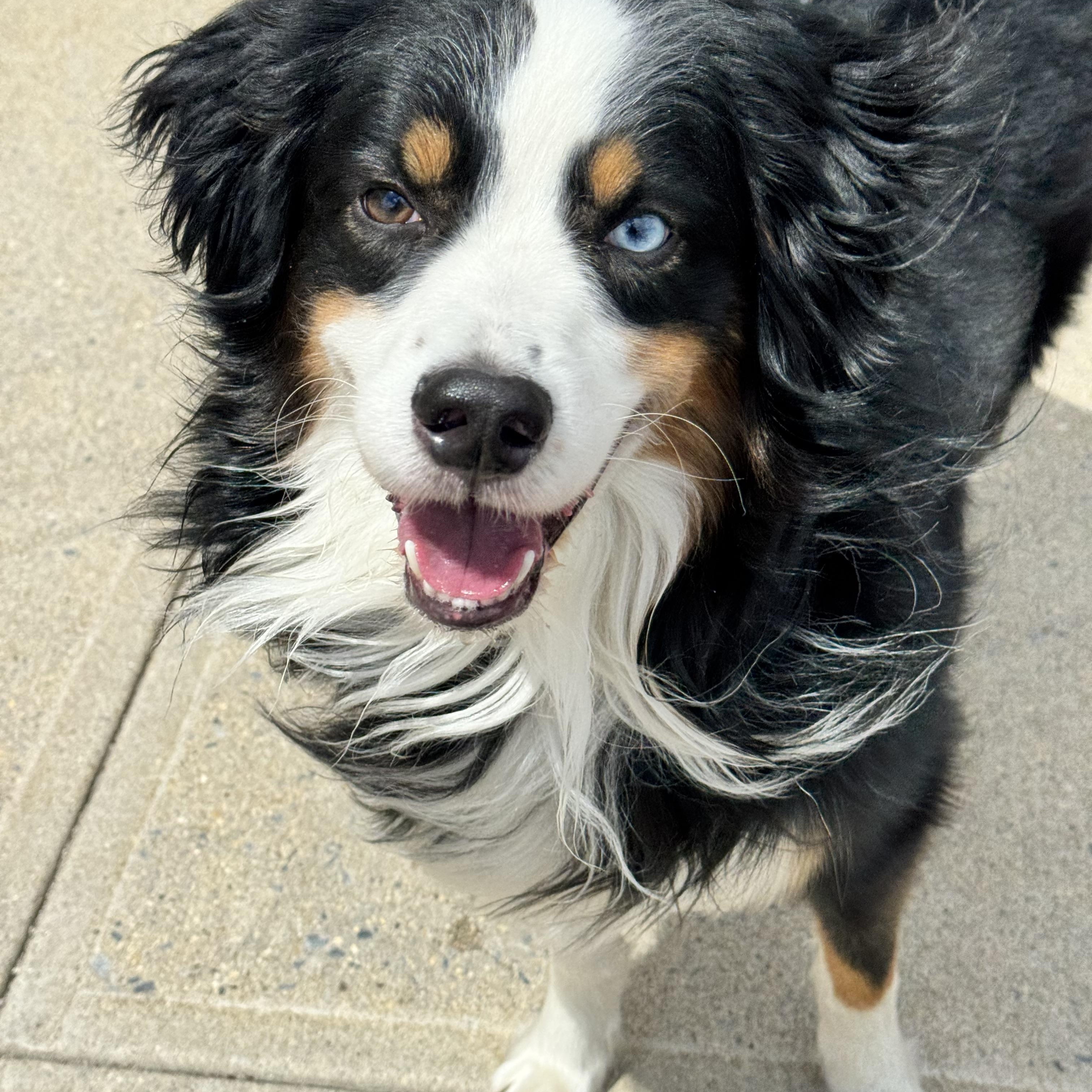 Snow, adopted, Young Male Australian Shepherd.