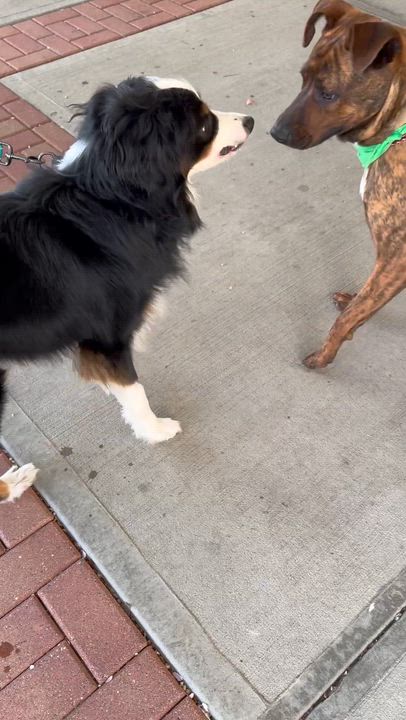 Enlarge Snow, an adopted Australian Shepherd in Long Beach, NY video 5/6