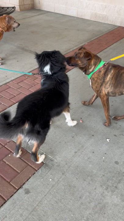 Enlarge Snow, an adopted Australian Shepherd in Long Beach, NY video 6/6