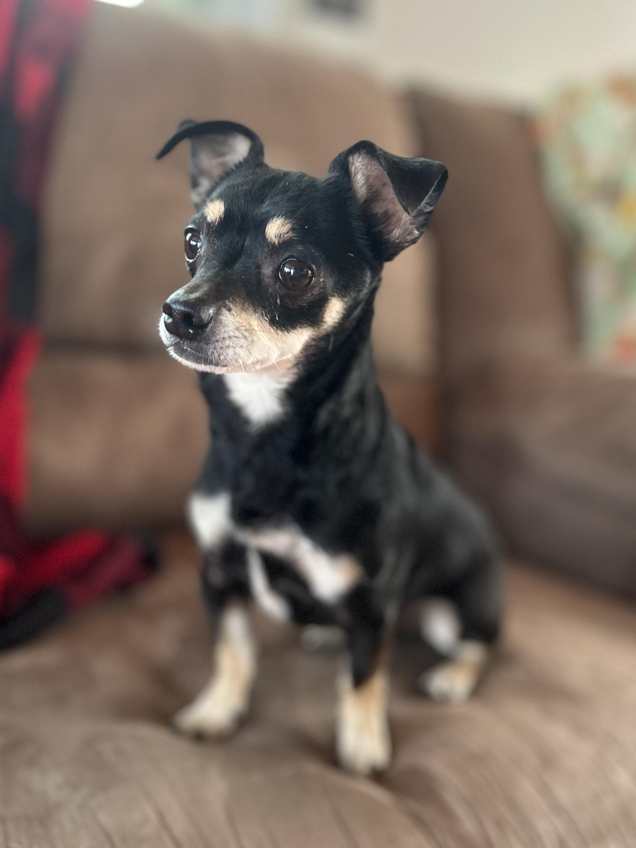 Enlarge Cooper, an adopted mixed breed in West Falls, NY image 1/3