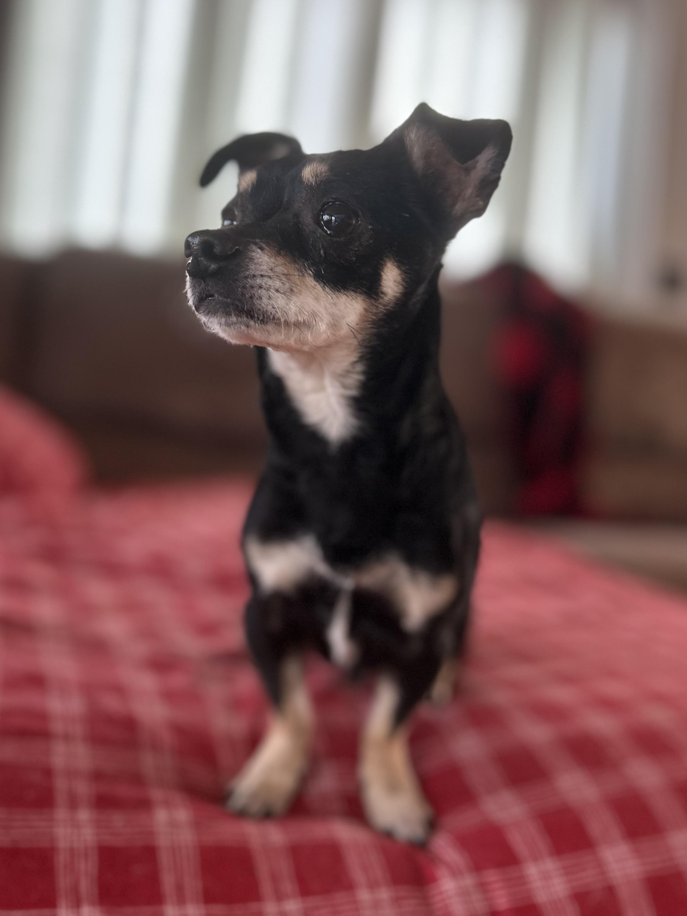 Enlarge Cooper, an adopted mixed breed in West Falls, NY image 2/3