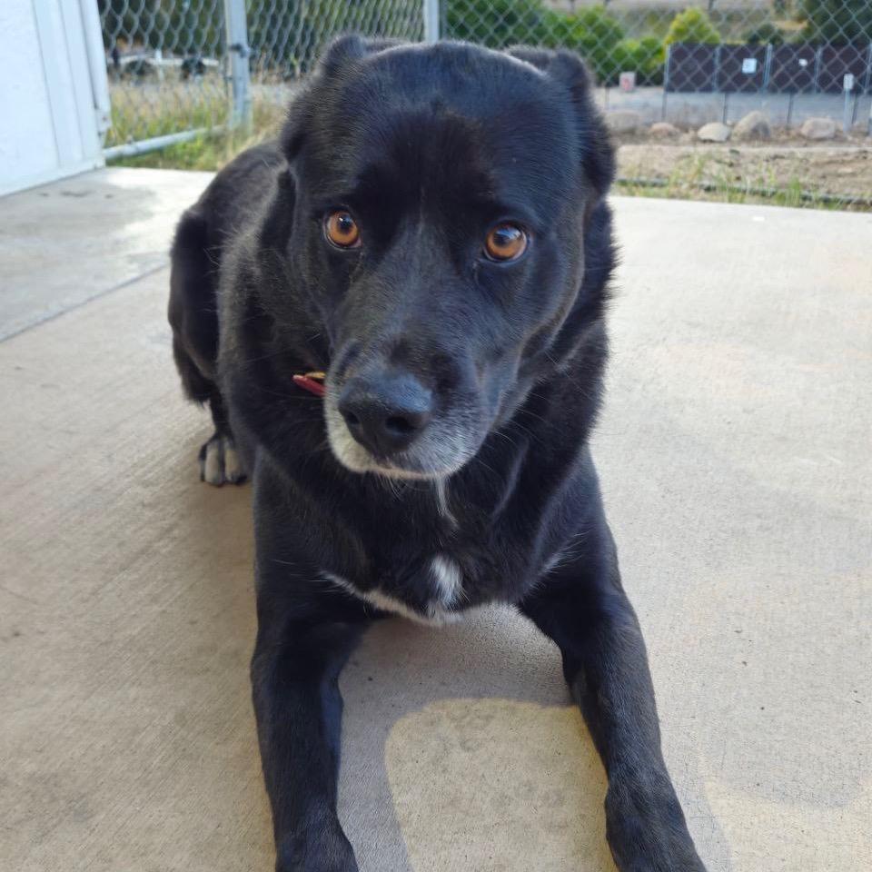 Luka, a Adoptable Black Labrador Retriever in San Diego, CA image 1/2