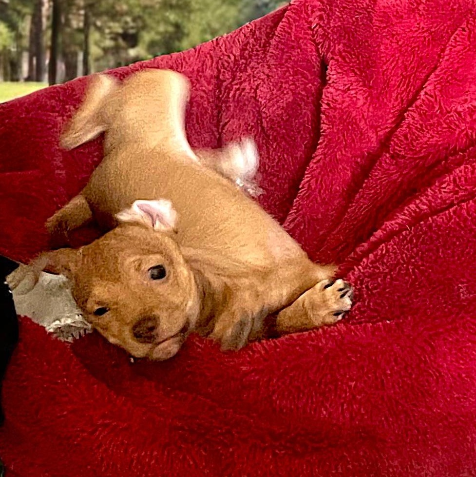 Bambi (4Rosie) photo 3
