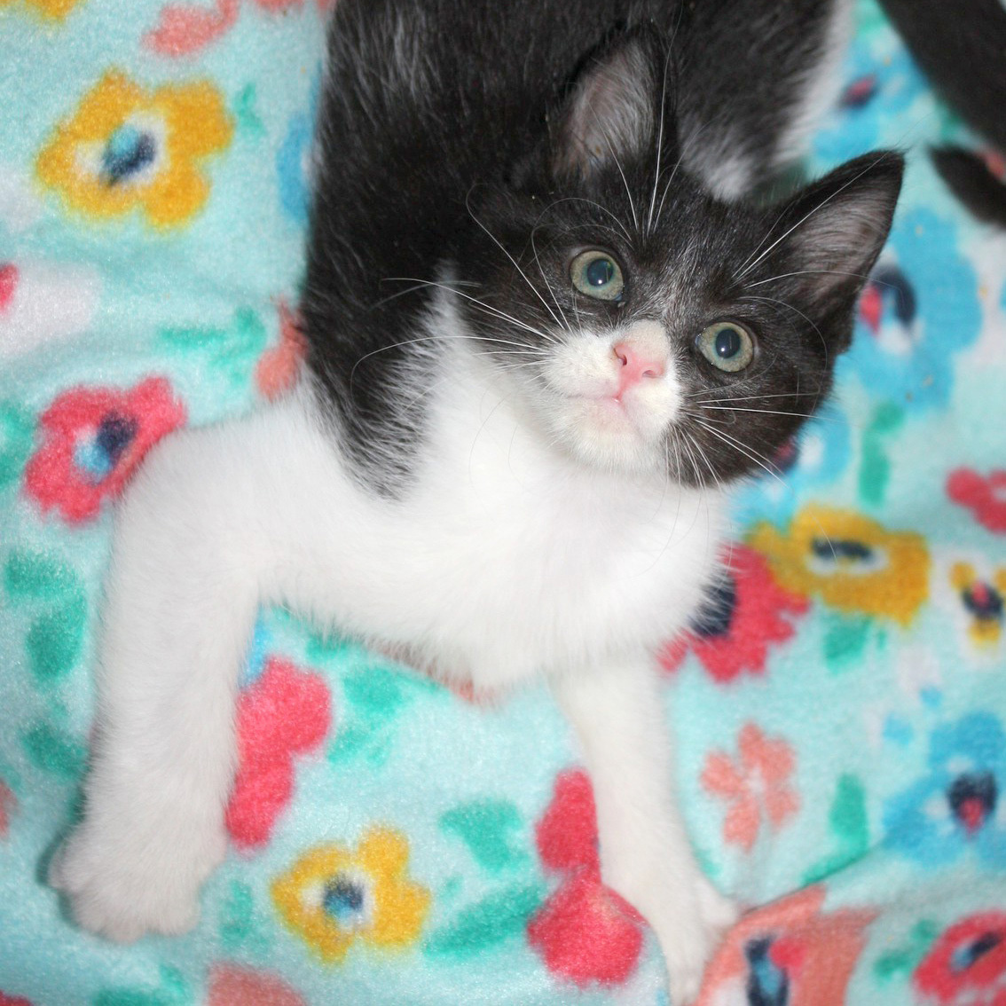 Cat for adoption Pop, a Domestic Short Hair in Fair Haven, VT Petfinder