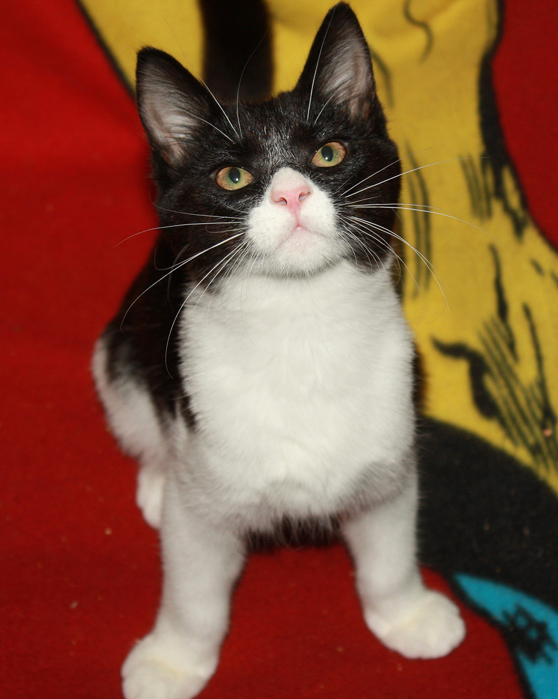 Cat for adoption Pop, a Domestic Short Hair in Fair Haven, VT Petfinder