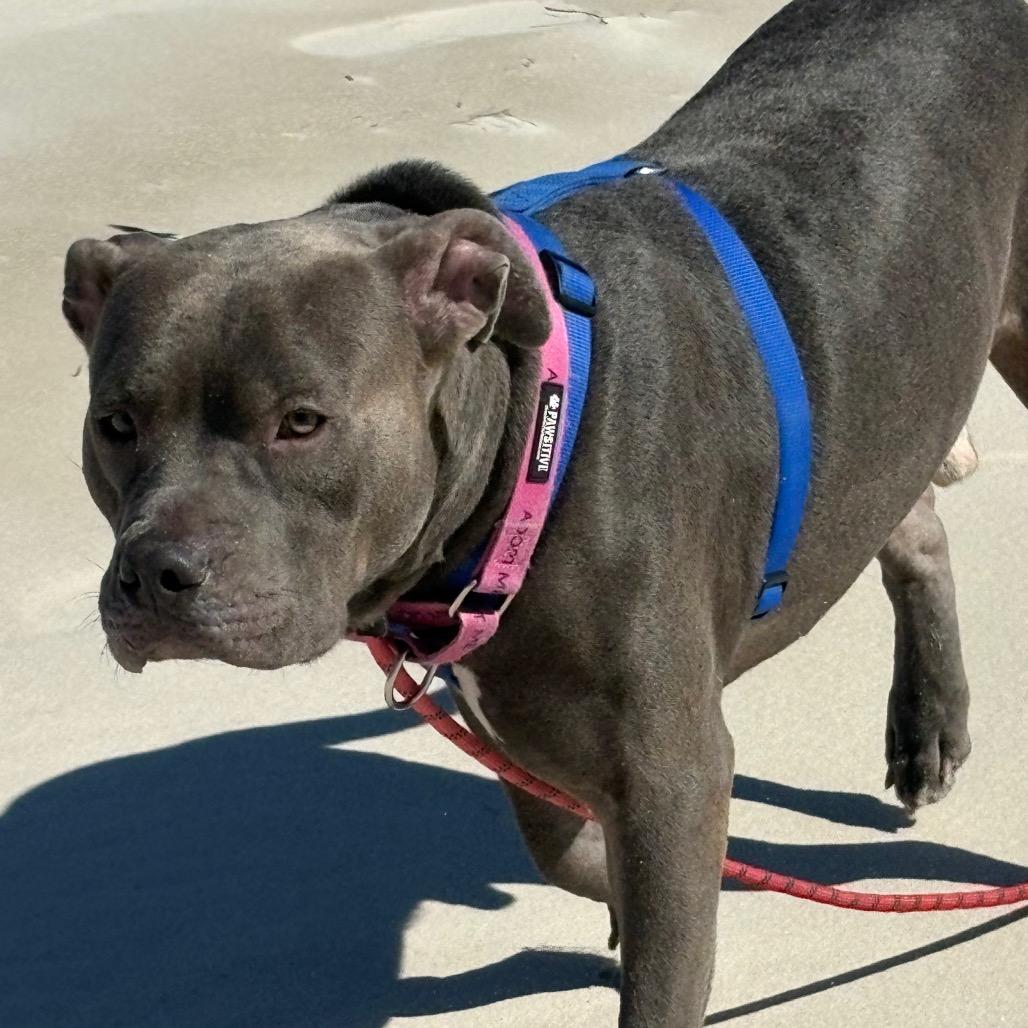 Ozzy, Adoptable, Adult Male Pit Bull Terrier.