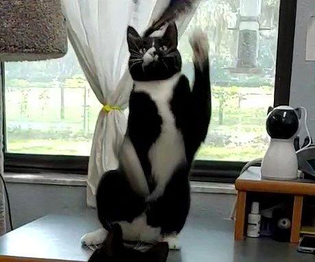 Enlarge Davy Jones, a Adoptable Domestic Short Hair in Ocala, FL image 1/3