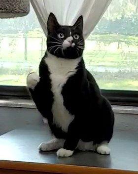 Enlarge Davy Jones, a Adoptable Domestic Short Hair in Ocala, FL image 3/3