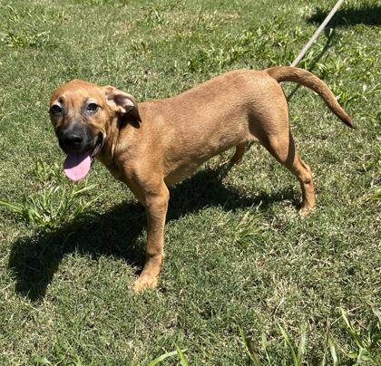 Dorthea, Adoptable, Puppy Female Boxer & Mixed Breed.