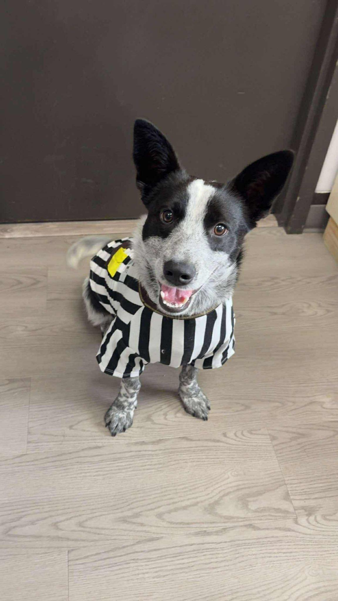 Shorty, Adoptable, Young Male Australian Cattle Dog / Blue Heeler.