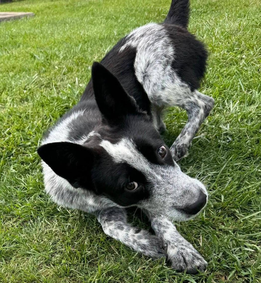 Enlarge Shorty, a Adoptable mixed breed in Gouverneur, NY image 3/5