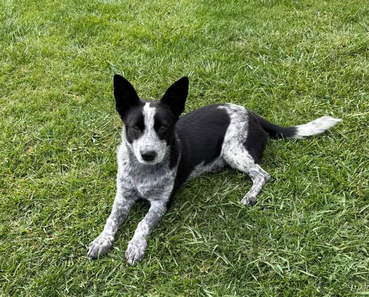 Enlarge Shorty, a Adoptable mixed breed in Gouverneur, NY image 5/5