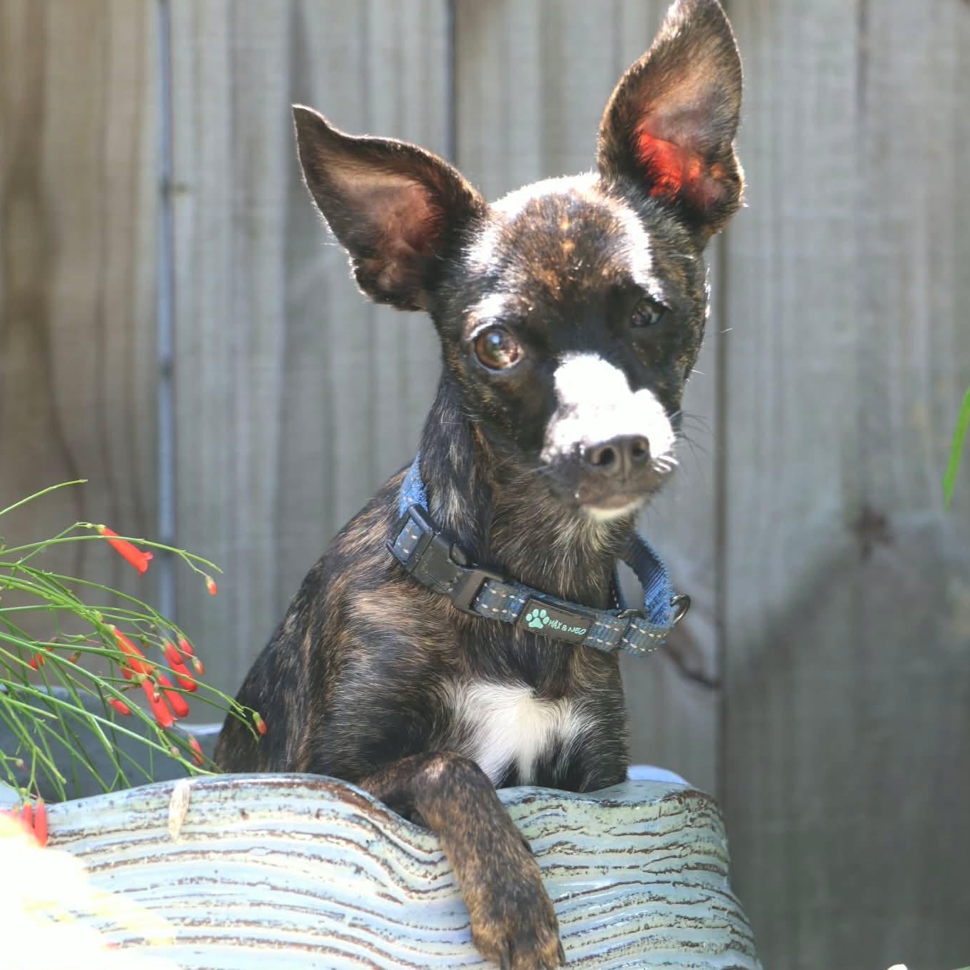 Enlarge Chico Chihuahua, an adopted mixed breed in Denver, CO image 4/6