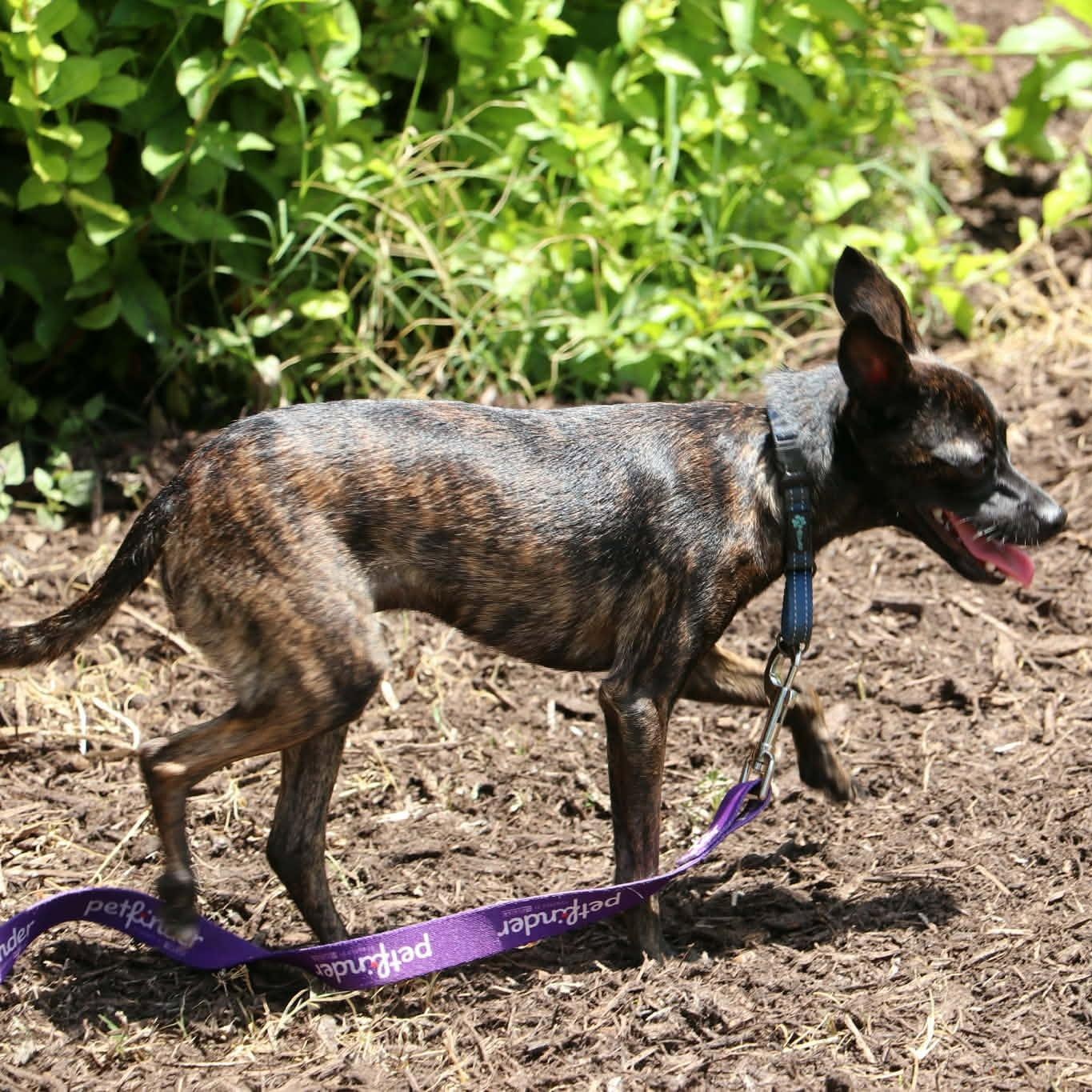 Enlarge Chico Chihuahua, an adopted mixed breed in Denver, CO image 5/6