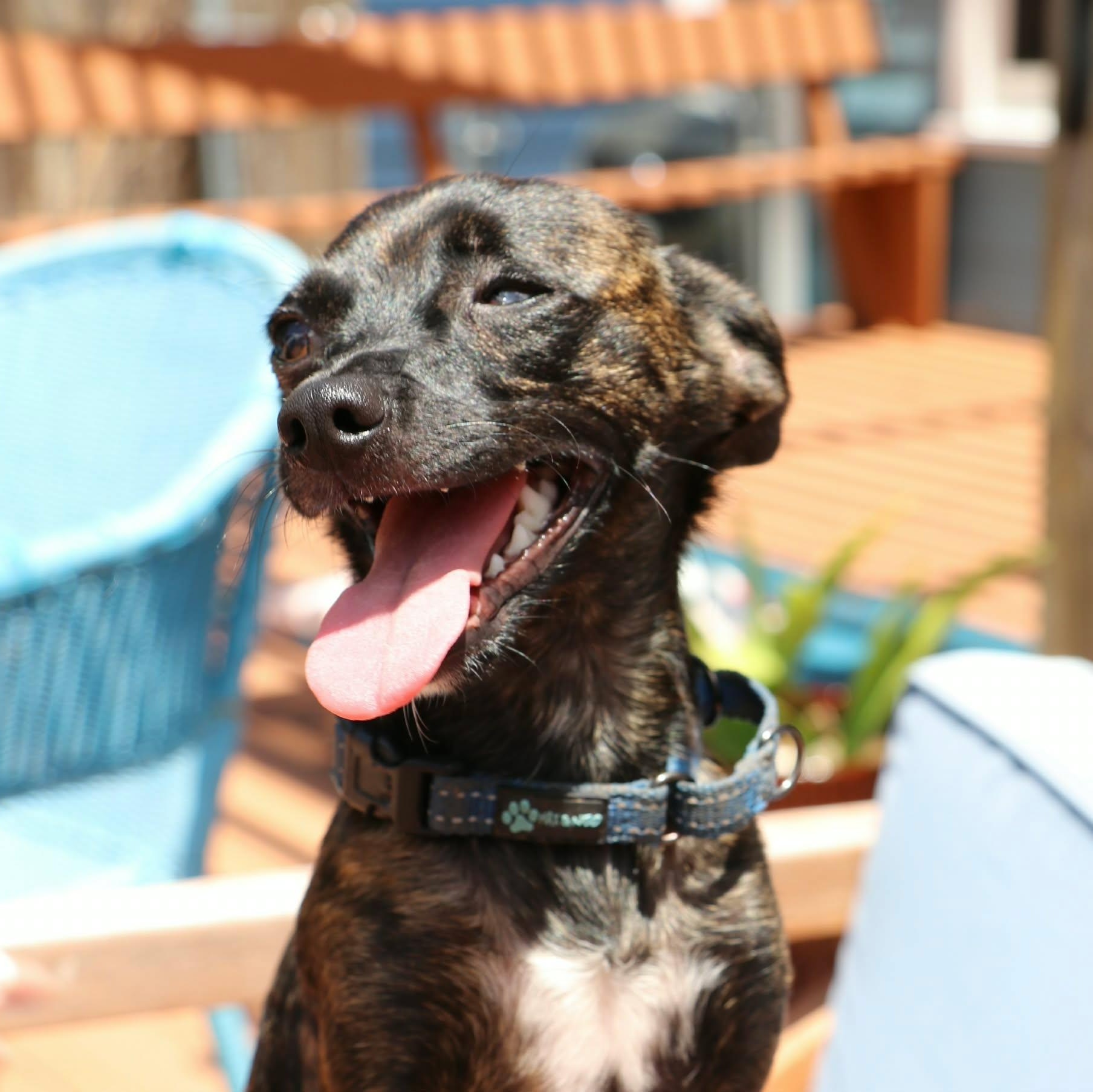 Enlarge Chico Chihuahua, an adopted mixed breed in Denver, CO image 2/6