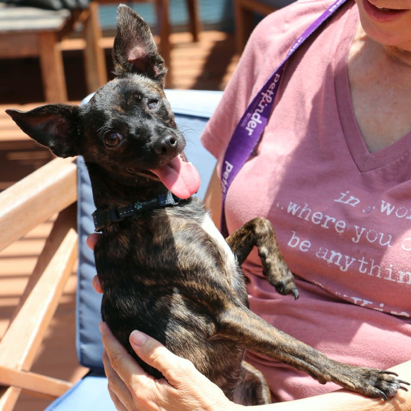 Chico Chihuahua, adopted, Young Male Chihuahua & Miniature Pinscher.