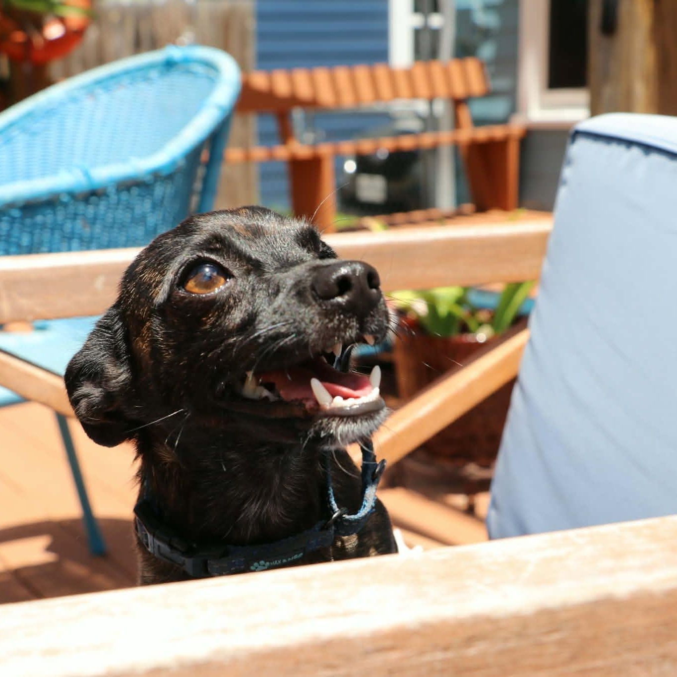 Enlarge Chico Chihuahua, an adopted mixed breed in Denver, CO image 3/6