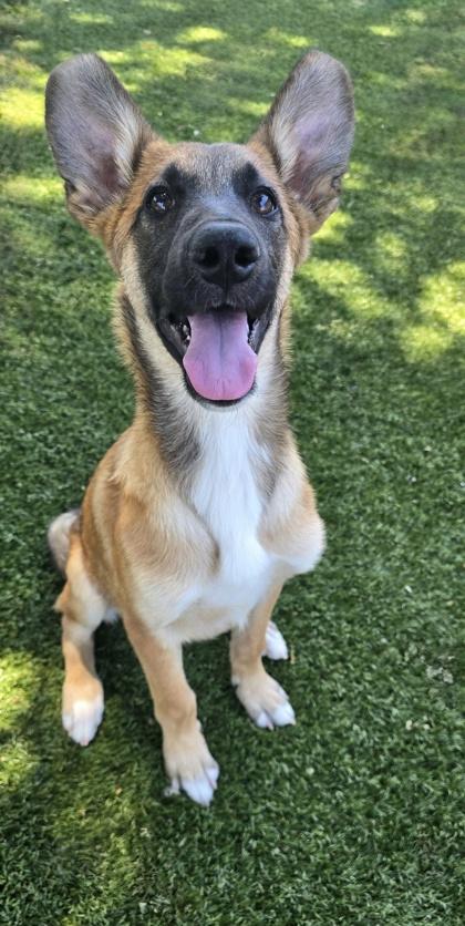 Harley, a ADOPTABLE mixed breed in Red Bluff, CA image 2/4