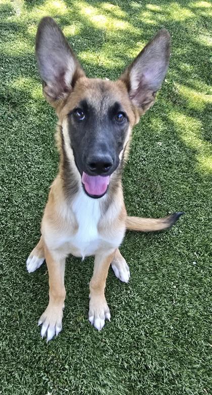 Harley, ADOPTABLE, Adult Female Shepherd.